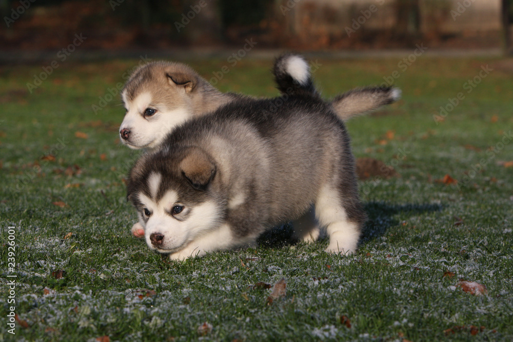 alaskan malamute playing together