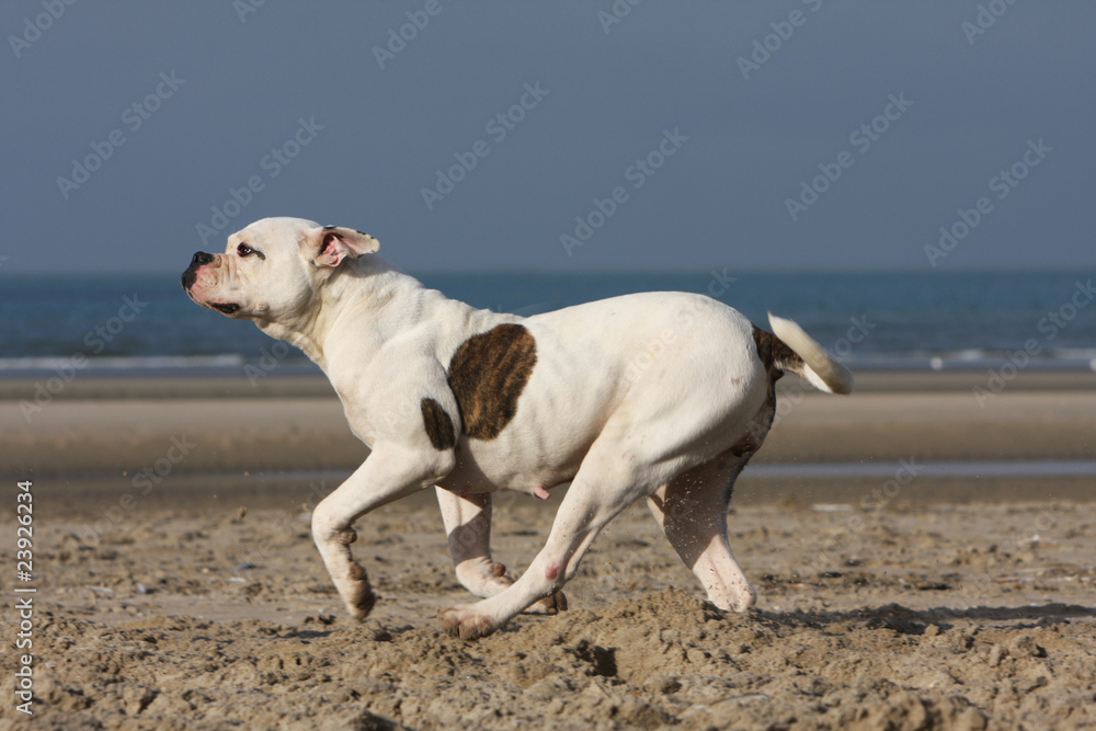 course du bouledogue américain sur le plage course du bouledogue américain sur le plage