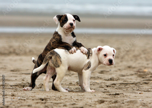 puppies american bulldog on the sand photo