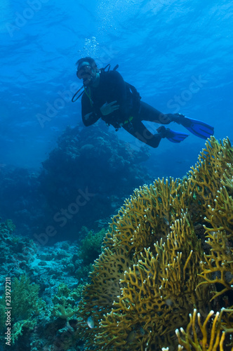 Wallpaper Mural coral reef Torontodigital.ca