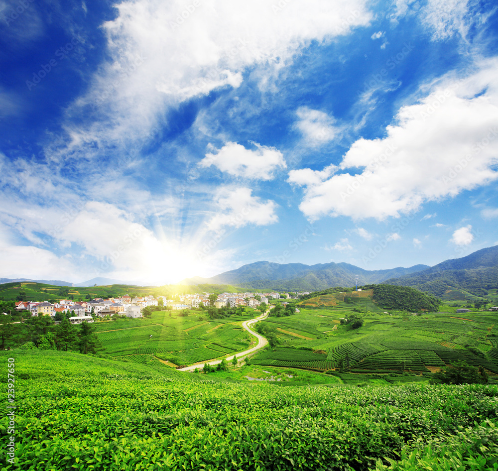 Obraz premium Beautiful pattern of bright, green tea garden on the hill