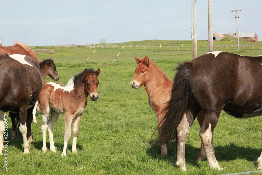 Fototapeta premium Island Pferd