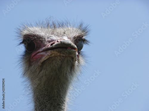 Ostrich © magraphics