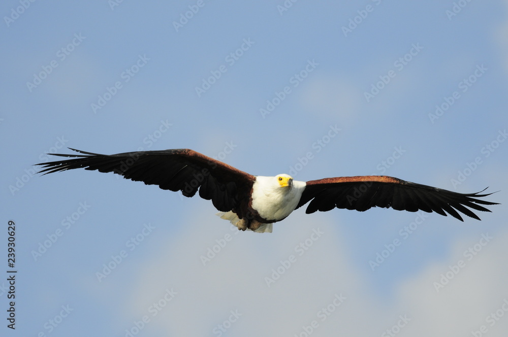 Naklejka premium African Fish Eagle (Haliaeetus vocifer), lake Naivasha, Kenya