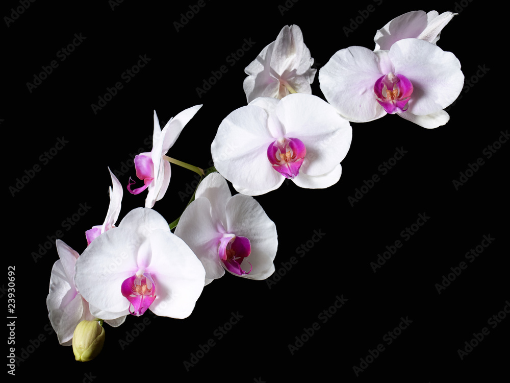 Fototapeta premium Kwiaty orchidei