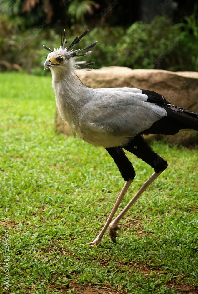 Obraz premium A Running Secretarybird