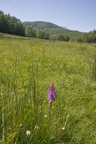 Parco Nazionale Pollino photo