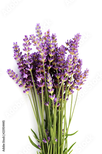 lavender flowers