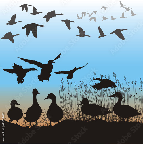 Fotografie, Obraz Wild ducks and geese