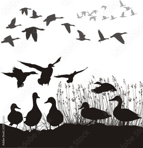 Fotografering Wild ducks and geese, black and white