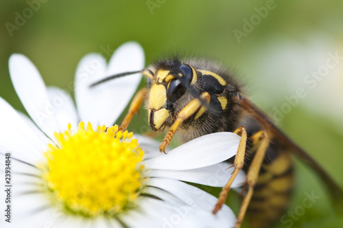 Wespe auf Gänseblume photo