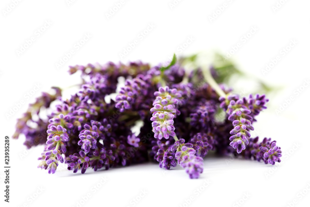 Fototapeta premium lavender flowers