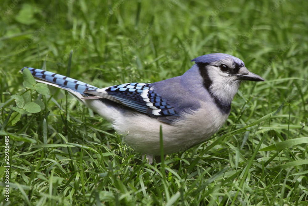 Obraz premium Blue Jay in the Grass