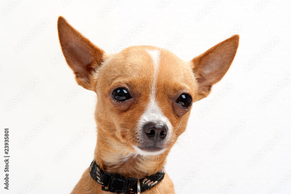 Close-up portrait of chihuahua on the white background