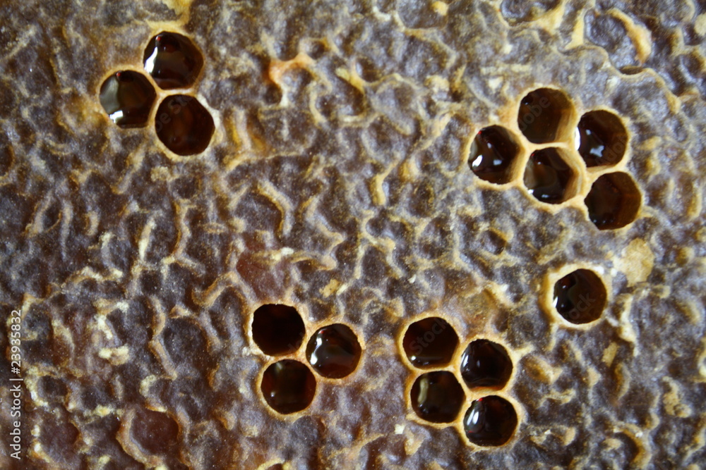 honey bees honey bees
