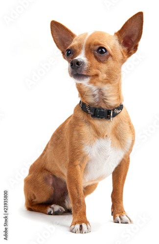 Chihuahua looking up on the white background