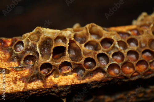 Wall Mural propolis bee