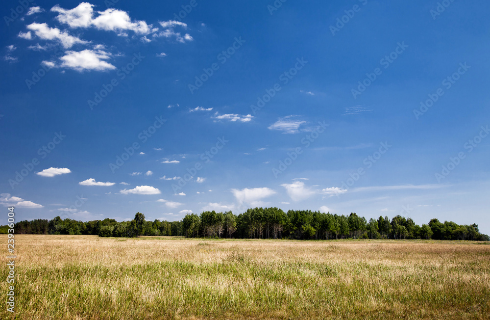 Green fields and woods on a background of blue sky Green fields and woods on a background of blue sky