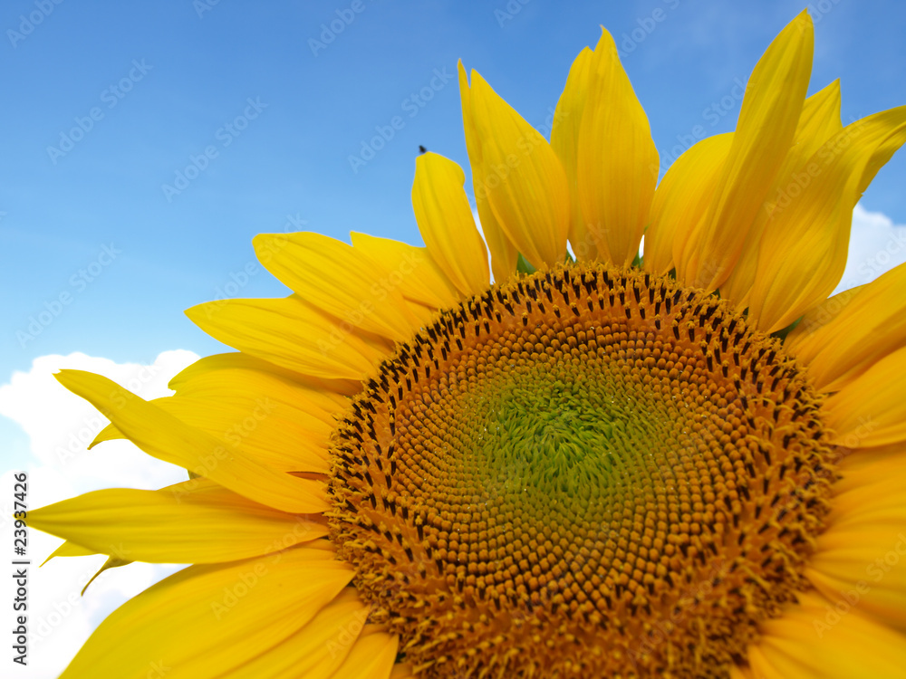 Naklejka premium Sunflower