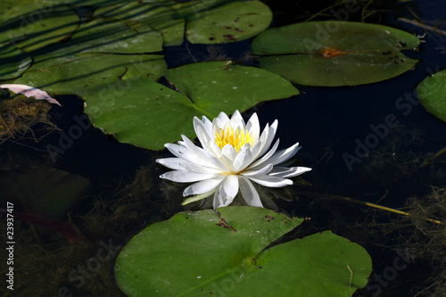 Fragrant Water Lily - Nymphaea odorata