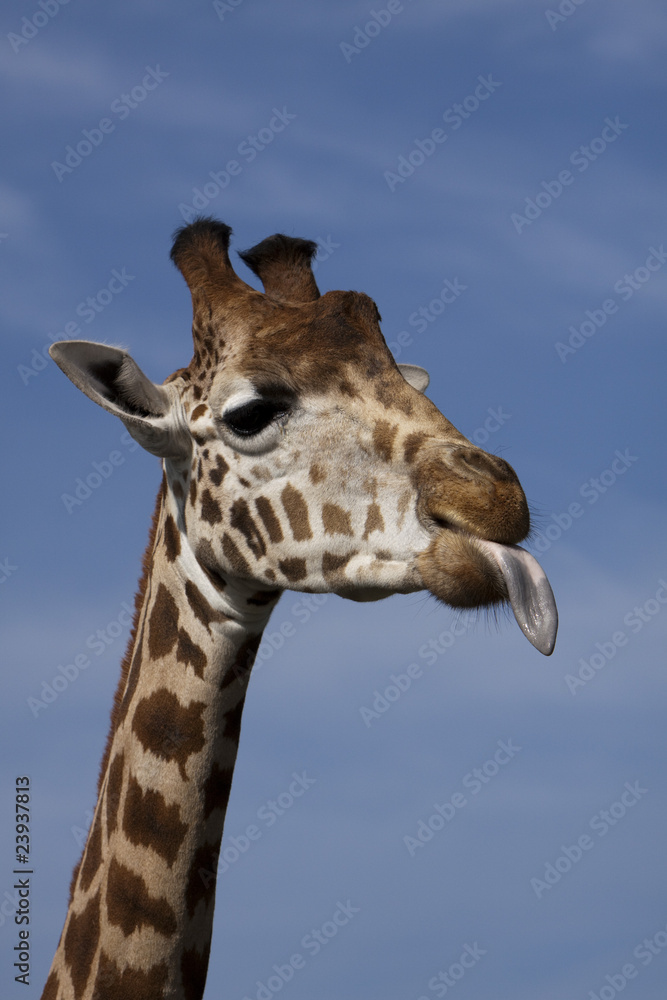 side profile of giraffe poking its tongue out. side profile of giraffe poking its tongue out.
