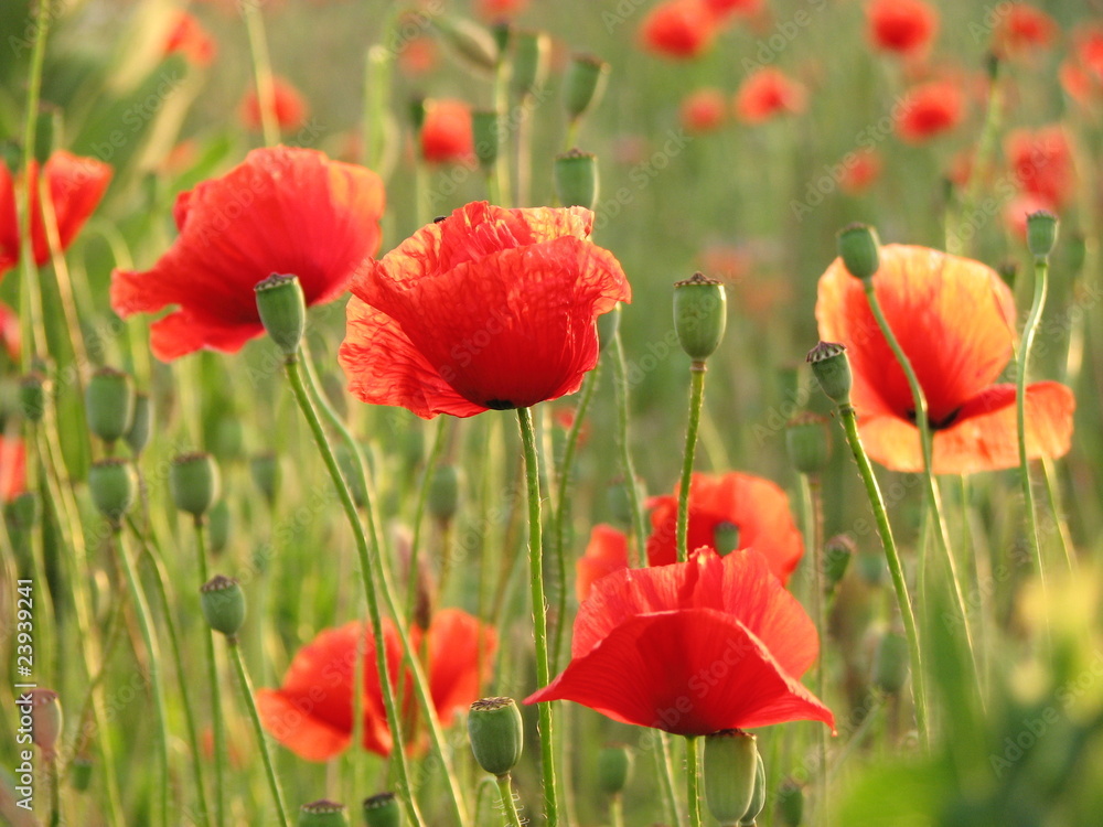 Obraz premium Полевые маки 18