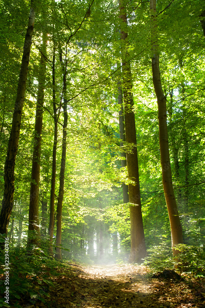 Fototapeta premium Wald und Nebel