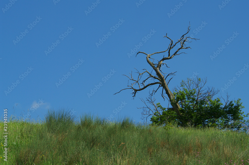 arbre foudroyé arbre foudroyé