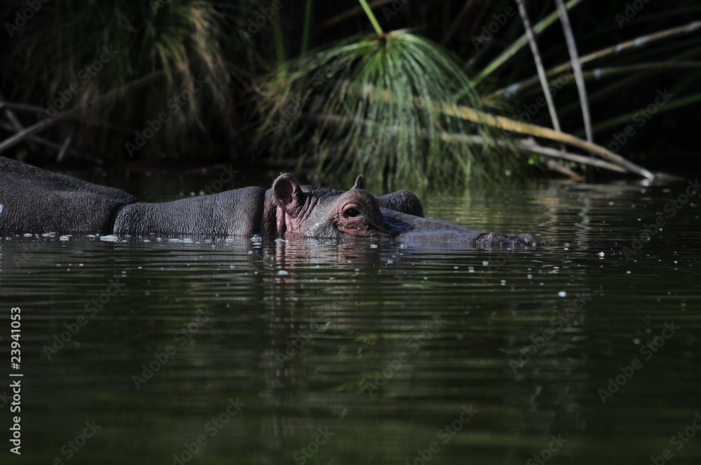 Fototapeta premium Hippo (Hippopotamus amphibius) at Naivasha Lake, Kenya