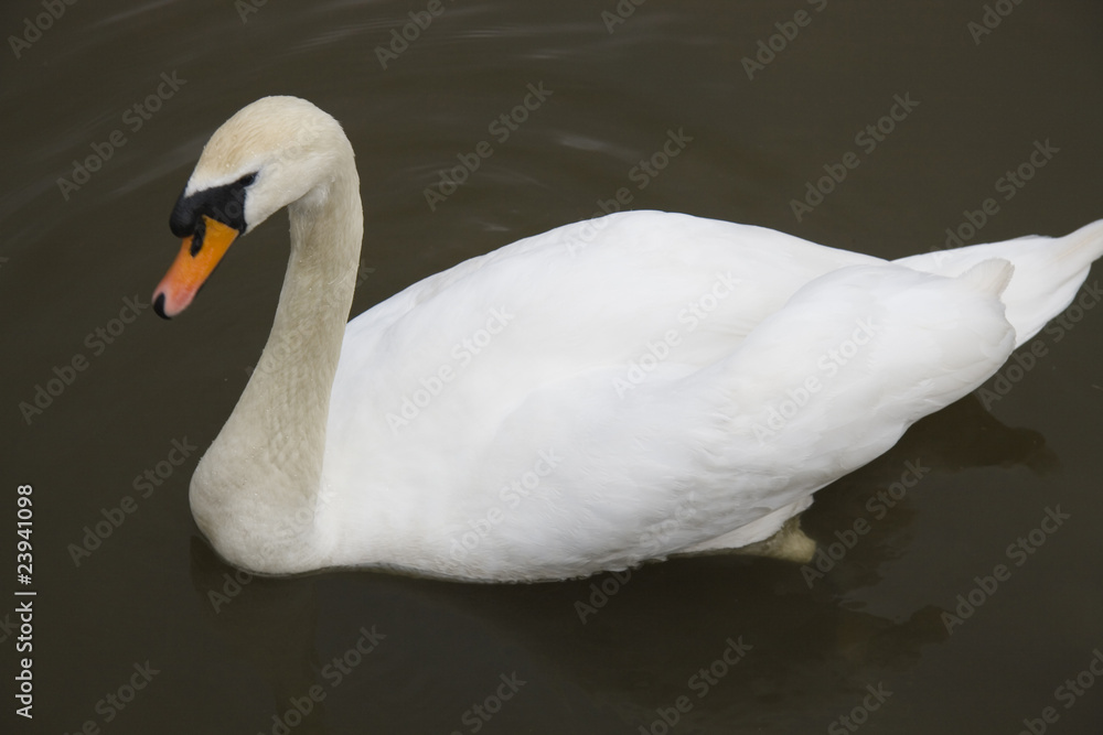 Fototapeta premium White swan on the surface of the lake