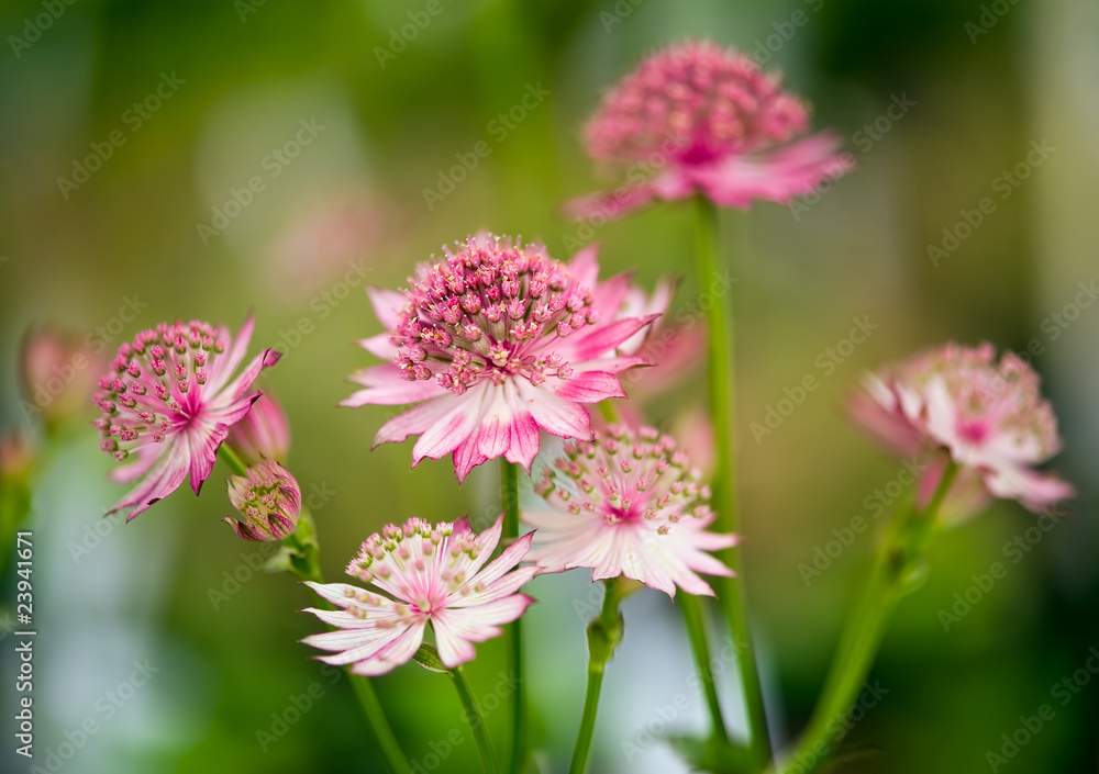 Pretty In Pink Pretty In Pink