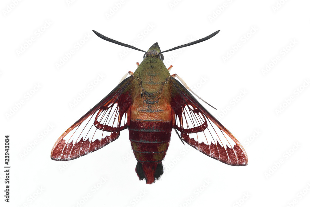 Obraz premium Hummingbird Moth - Isolated