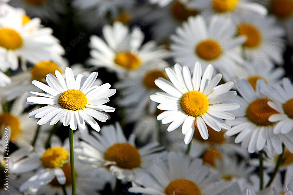 Obraz premium Daisy