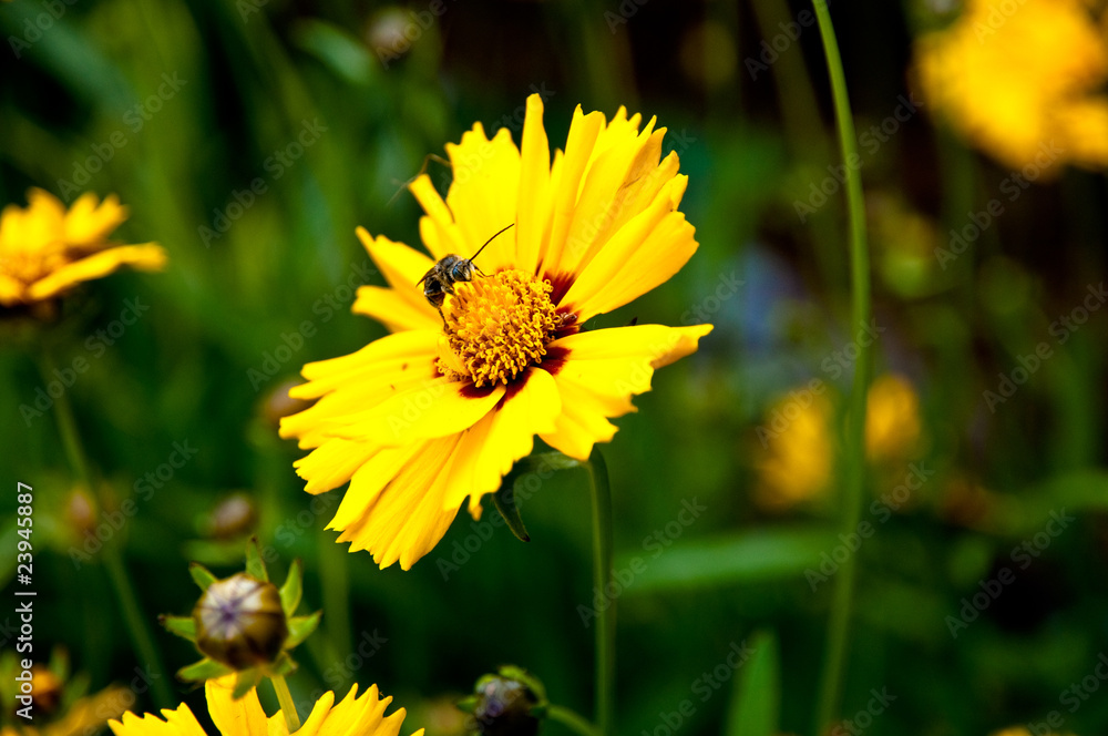 Abeille sur un coreopsis Abeille sur un coreopsis