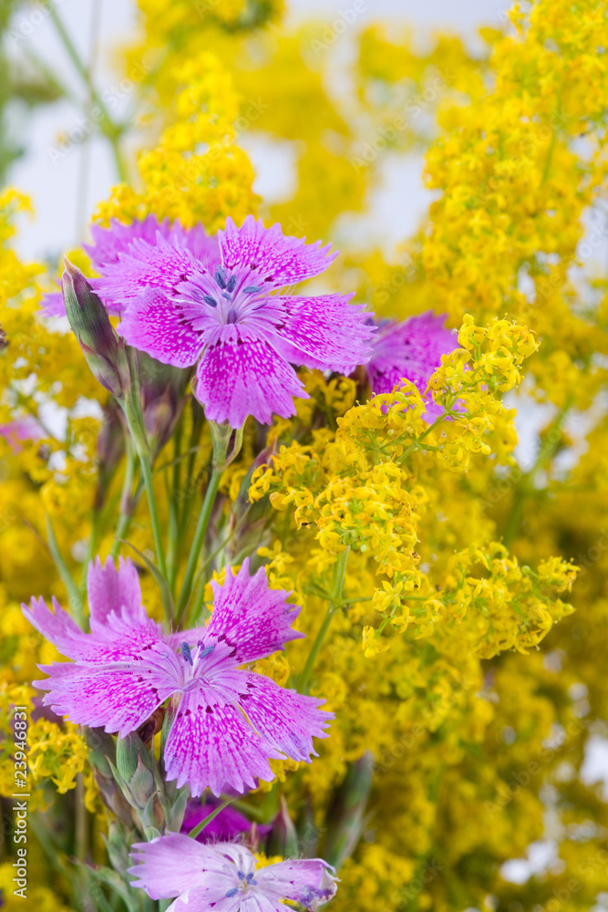Obraz premium Beautiful bouquet of wild flowers