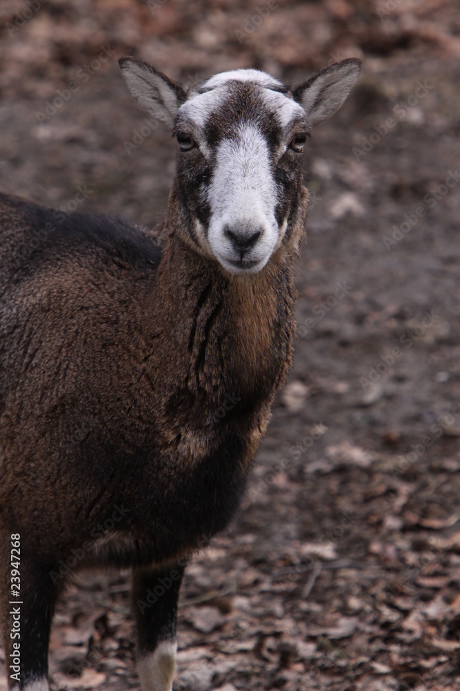 Fototapeta premium Mufflon (Schaf)