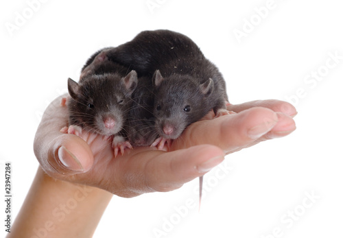 Three small rats