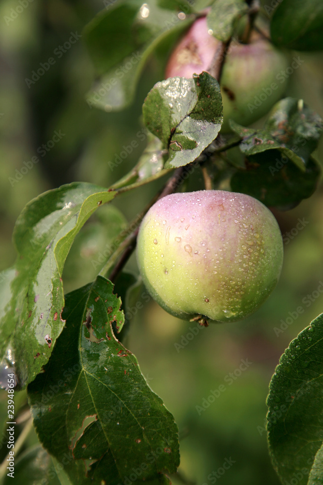 Pink apple on a branch