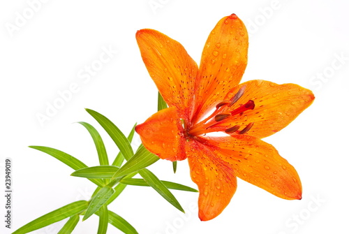 Orange tiger lily  on white