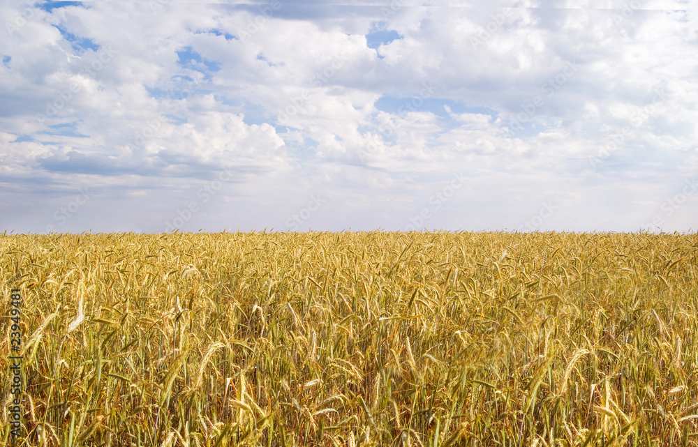 Fototapeta premium wheat