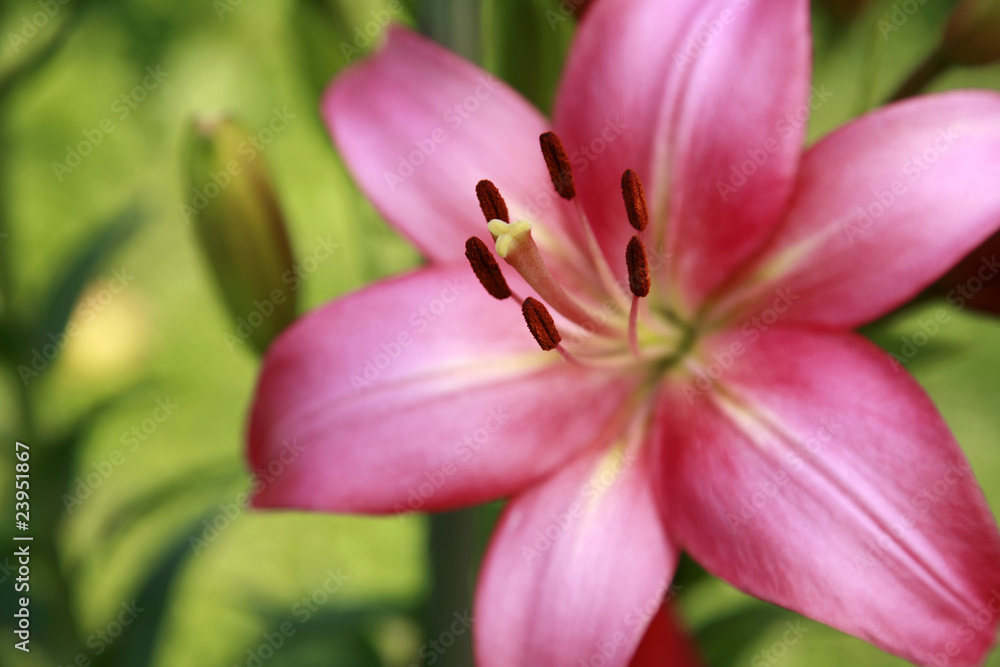 Abstract pink lily