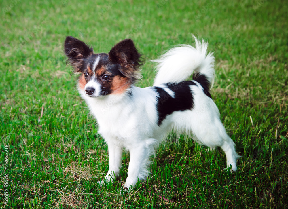 Papillon dog Papillon dog