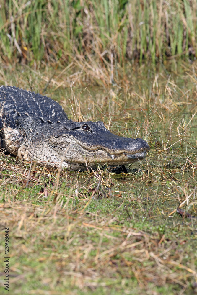 Obraz premium Alligator sonnt sich im.Everglades Nationalpark