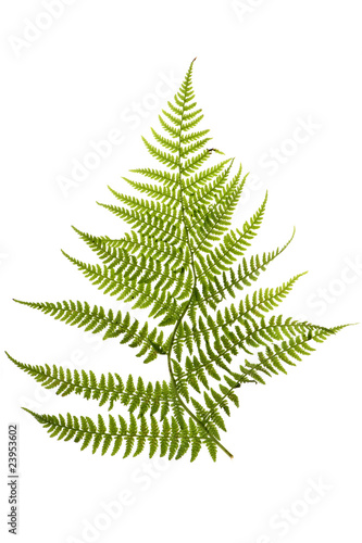 Wallpaper Mural fern Torontodigital.ca