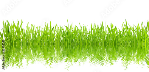 green grass