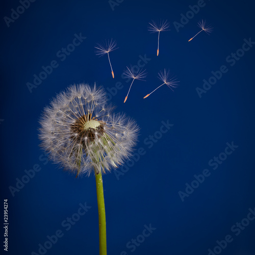 old dandelion and flying seeds on blue