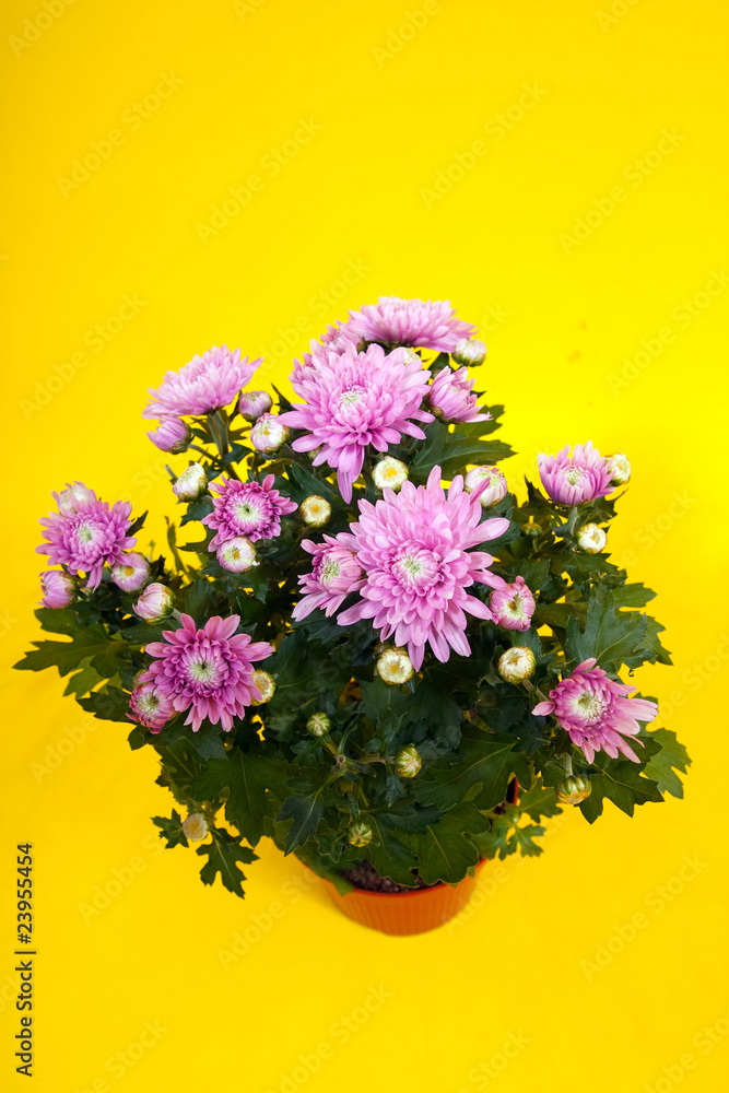 Flower in plastic pot