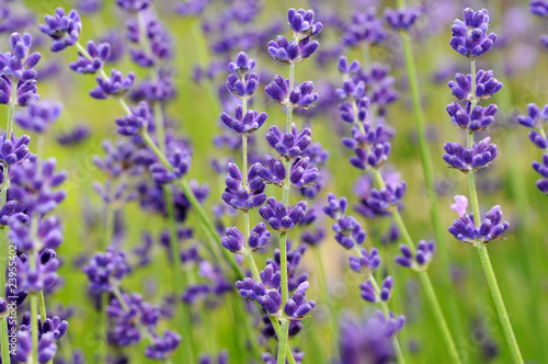 Lavendel für Naturkosmetik und sanfte Medizin