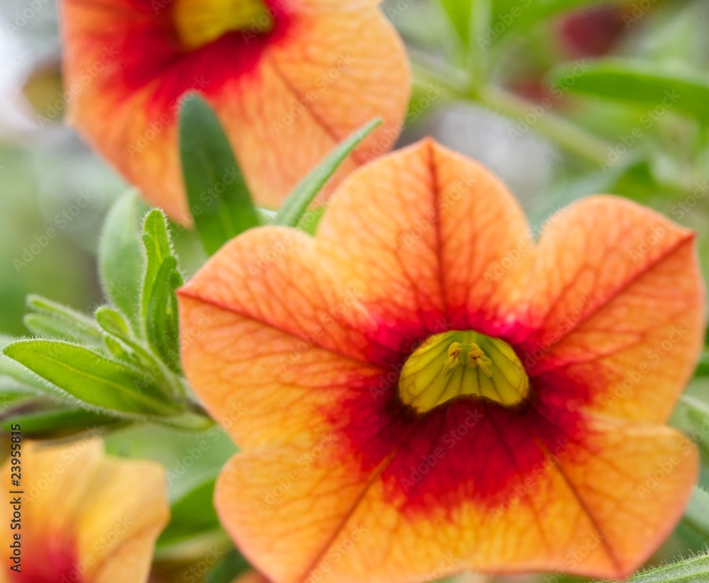 Beautiful orange flowers Beautiful orange flowers