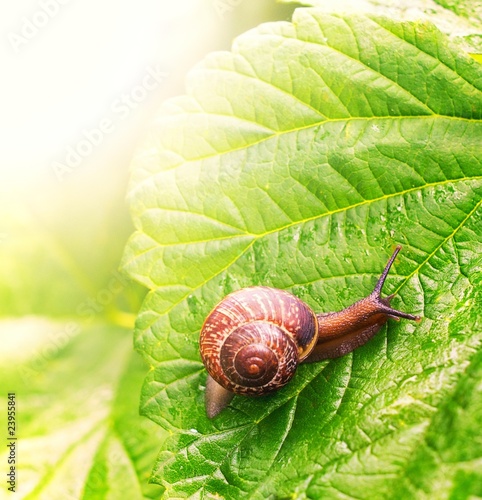 Close-up of a snail sitting on green leaf